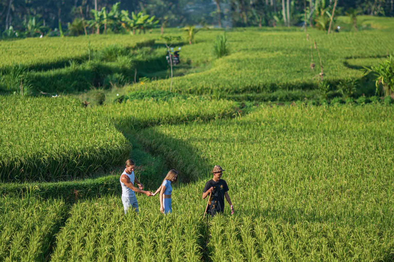 Ricefield activity at The Sun of Granary