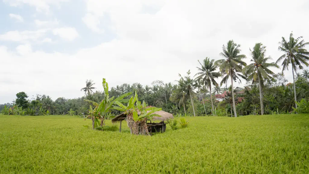 Bali’s Day of Silence - the sun of granary ubud