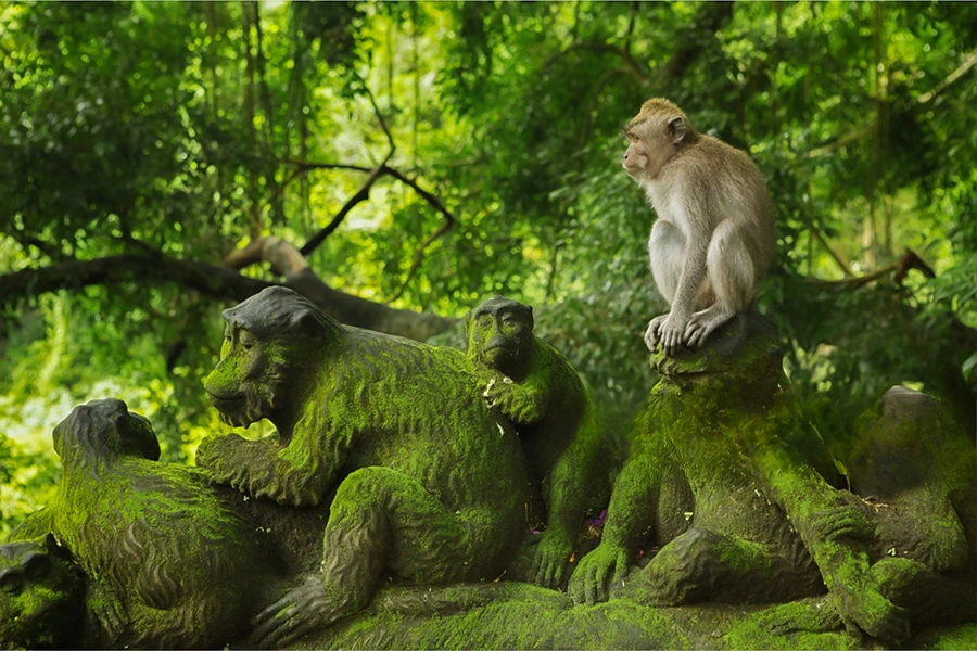 Monkey Forest Ubud